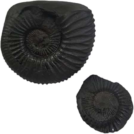 Saligram